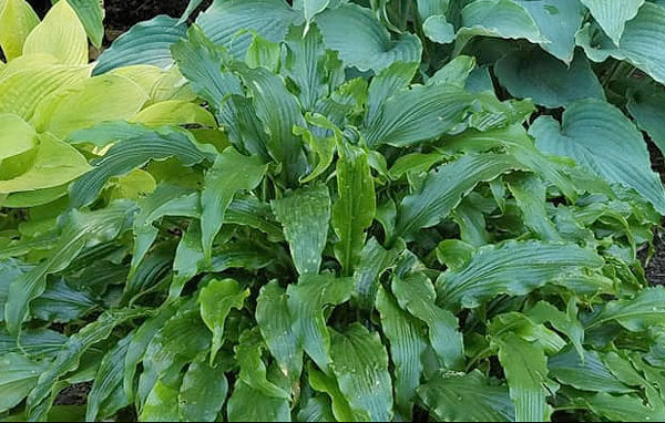 Jaws Hosta Plants online shopping