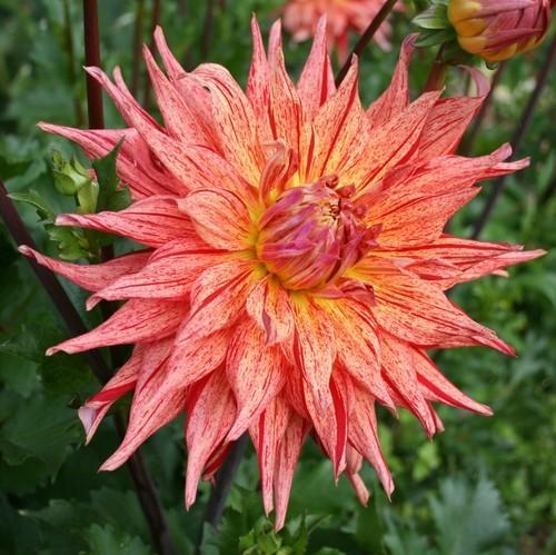 Maniac Dahlia