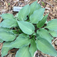 Evening Blush Hosta Plants online shopping