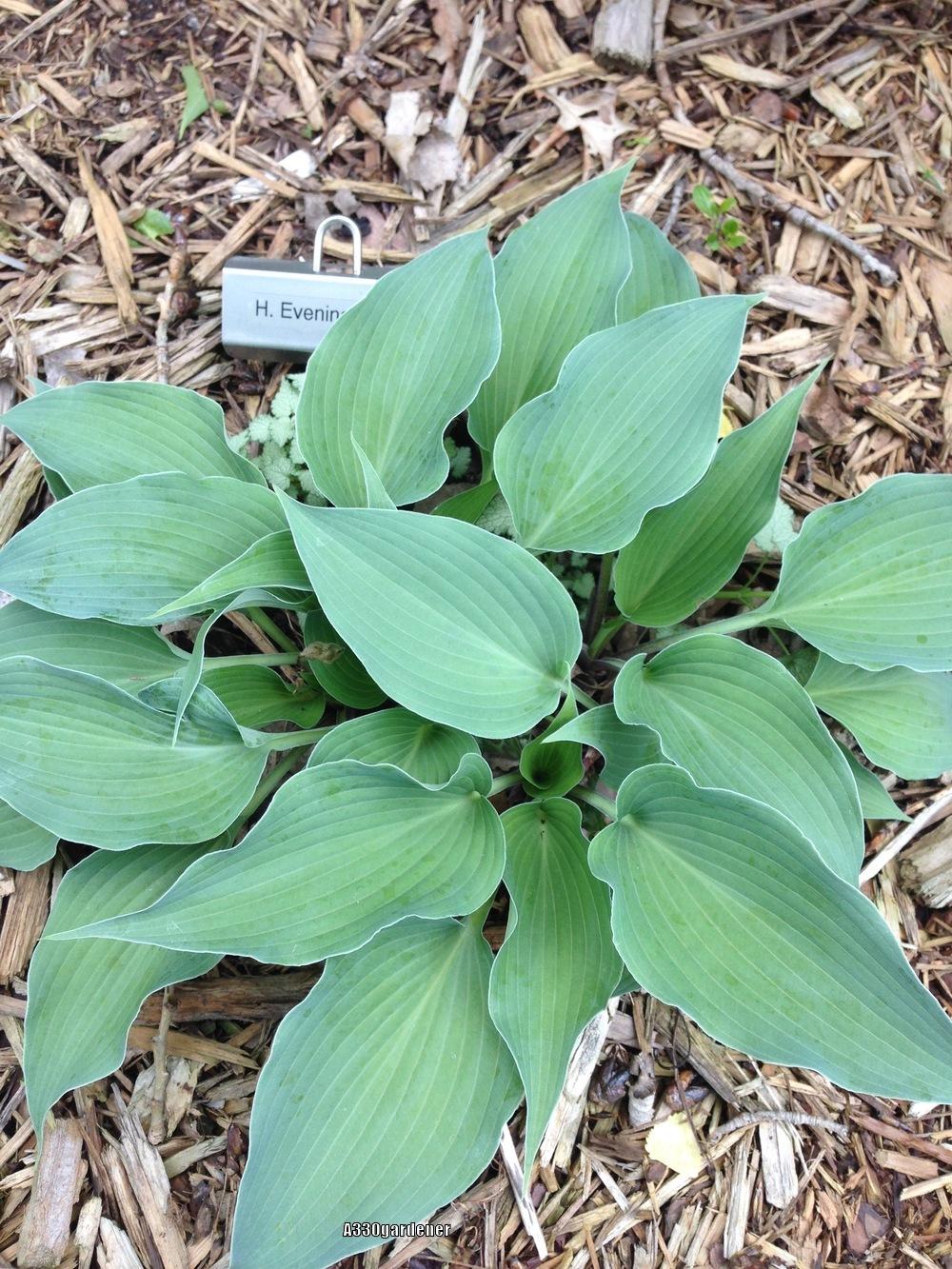 Evening Blush Hosta Plants online shopping