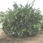 T.I. Zimmerman Navel Orange Budwood citrus plant material online shopping