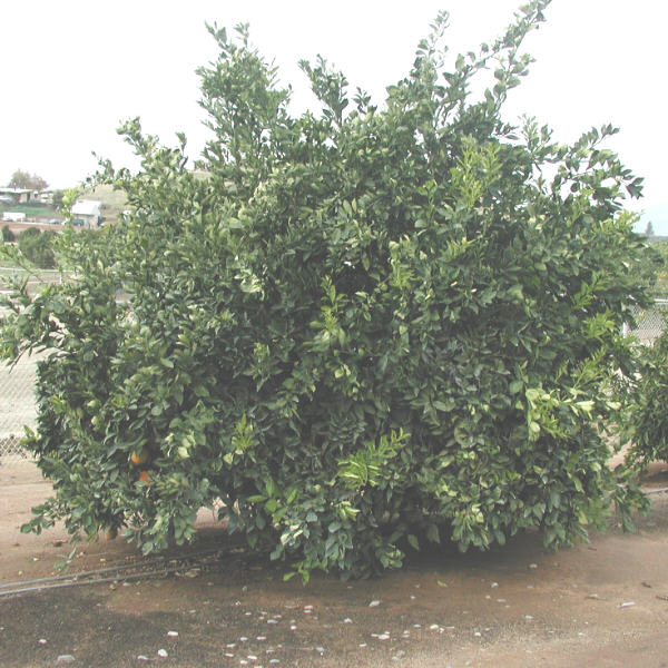 T.I. Zimmerman Navel Orange Budwood citrus plant material online shopping