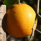 Madam Venus Sweet Orange Seed citrus plant material online shopping