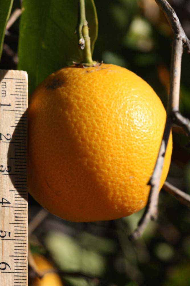 Madam Venus Sweet Orange Seed citrus plant material online shopping