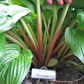 Celtic Bouquet Hosta Plants online shopping