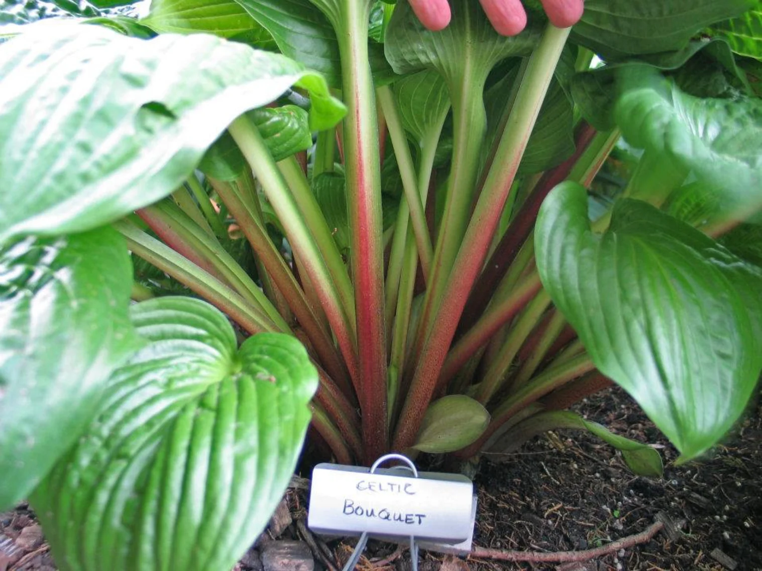 Celtic Bouquet Hosta Plants online shopping