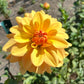 Ginger Snap Dahlia