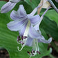 Frisian Misty Sky Hosta Plants online shopping
