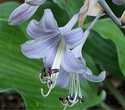 Frisian Misty Sky Hosta Plants online shopping