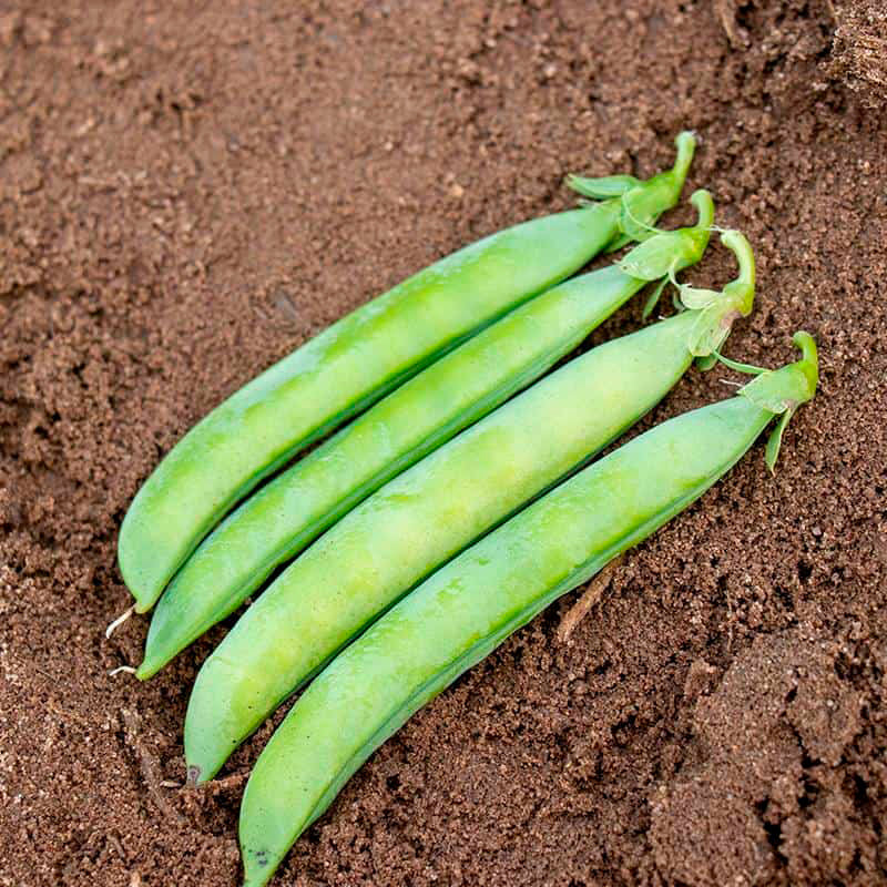 Sabre Shelling Pea