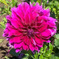Einstein Dahlia Plants online shopping