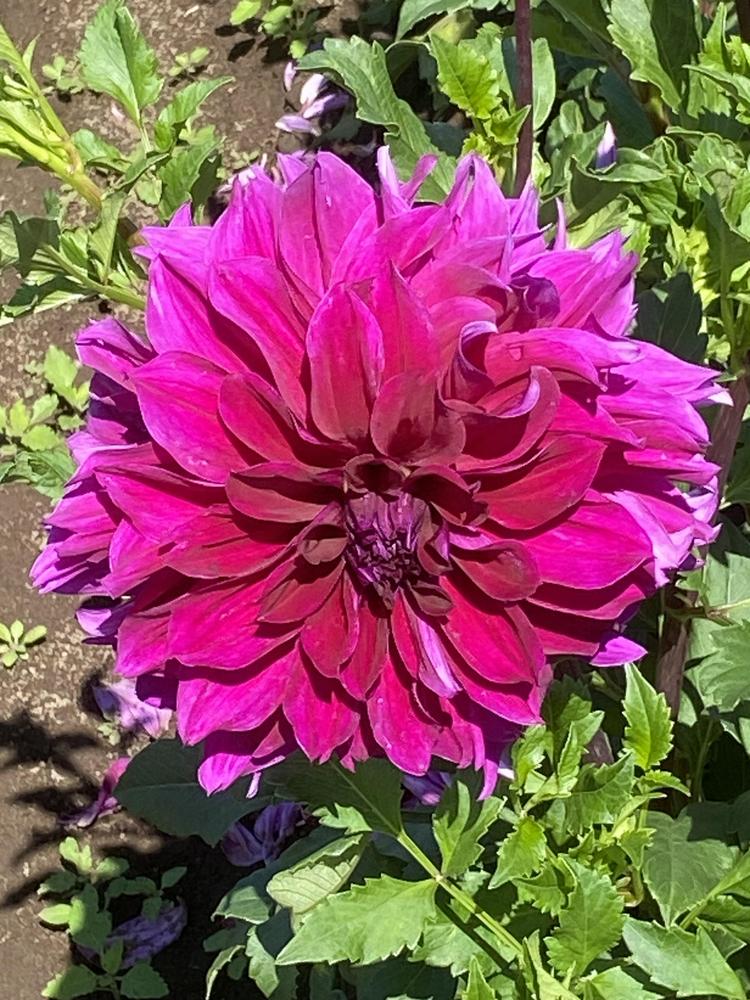 Einstein Dahlia Plants online shopping