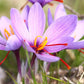 Sativus Saffron Fall Flowering Crocus Corms