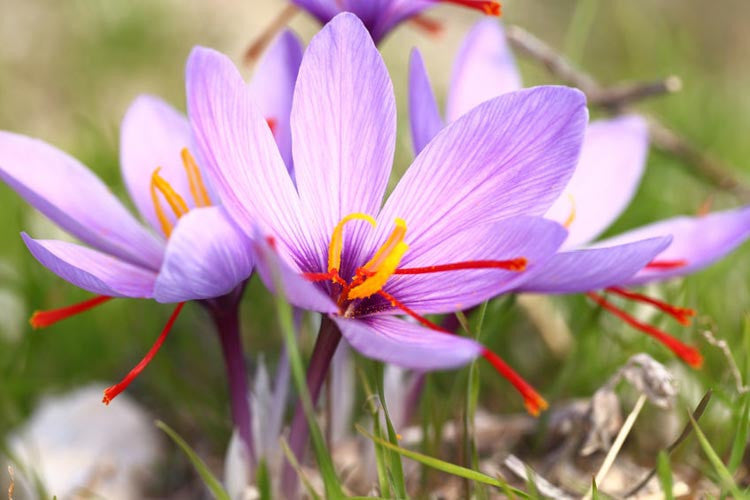 Sativus Saffron Fall Flowering Crocus Corms