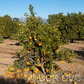 Xuegan Sweet Orange Budwood citrus plant material online shopping