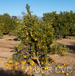 Xuegan Sweet Orange Budwood citrus plant material online shopping