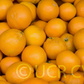 Pixie Mandarin Budwood citrus plant material online shopping