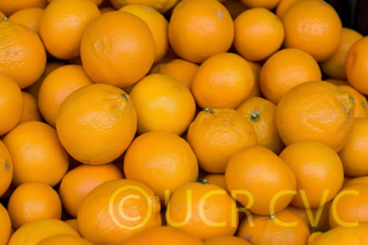 Pixie Mandarin Budwood citrus plant material online shopping
