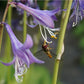 Lemon Lime Hosta Plants online shopping