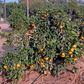 China S-3 Satsuma Mandarin Budwood citrus plant material online shopping