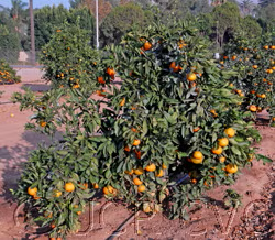 China S-3 Satsuma Mandarin Budwood citrus plant material online shopping