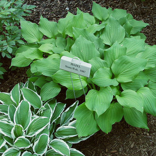 Hazel Hosta Plants online shopping