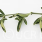 Cunningham Citrange Trifoliate Hybrid Budwood citrus plant material online shopping