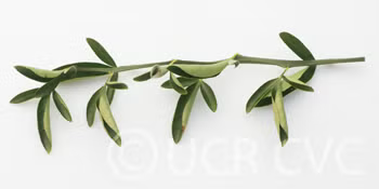 Cunningham Citrange Trifoliate Hybrid Budwood citrus plant material online shopping