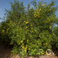African Shaddock x Rubidoux Trifoliate Trifoliate Hybrid Budwood citrus plant material online shopping