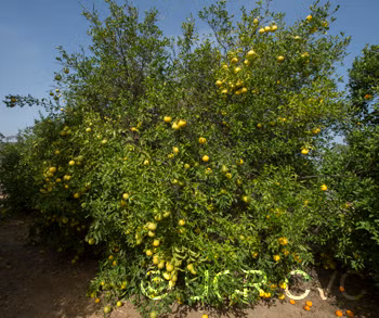 African Shaddock x Rubidoux Trifoliate Trifoliate Hybrid Budwood citrus plant material online shopping