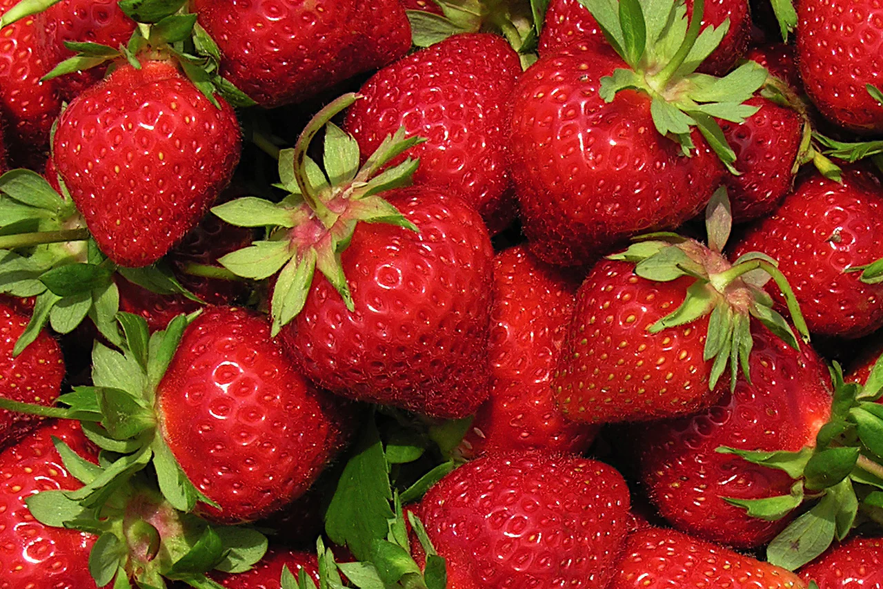 AC-Wendy Early Season Strawberry