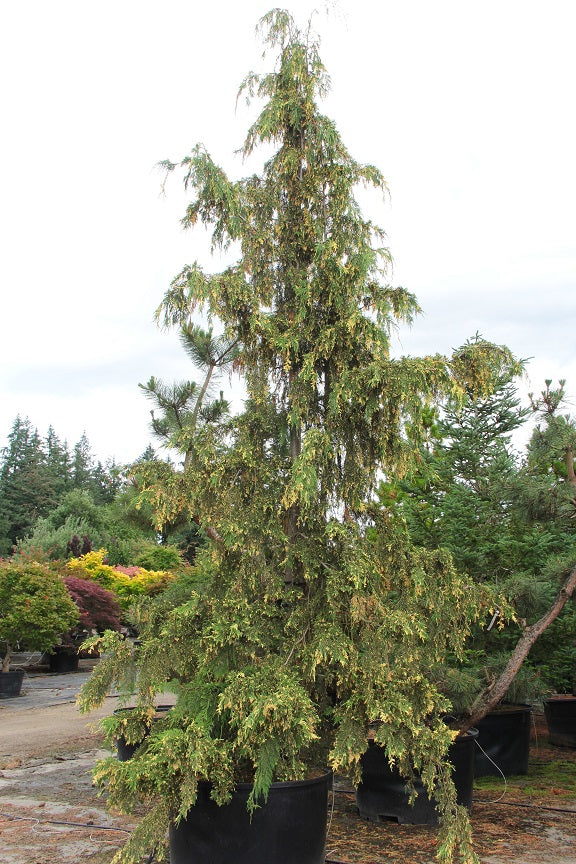 Chamaecyparis Callitropsis Nootkatensis Weeping Nootka False Cypress