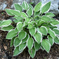 Touchstone Hosta Plants online shopping