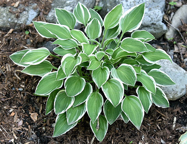 Touchstone Hosta Plants online shopping