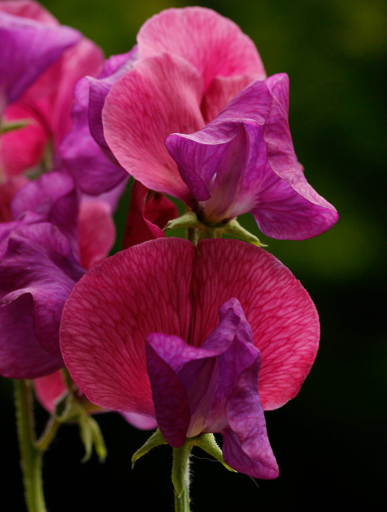Porlock Sweet Pea seeds online shopping