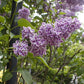 Sensation Lilac lilac plant online shopping