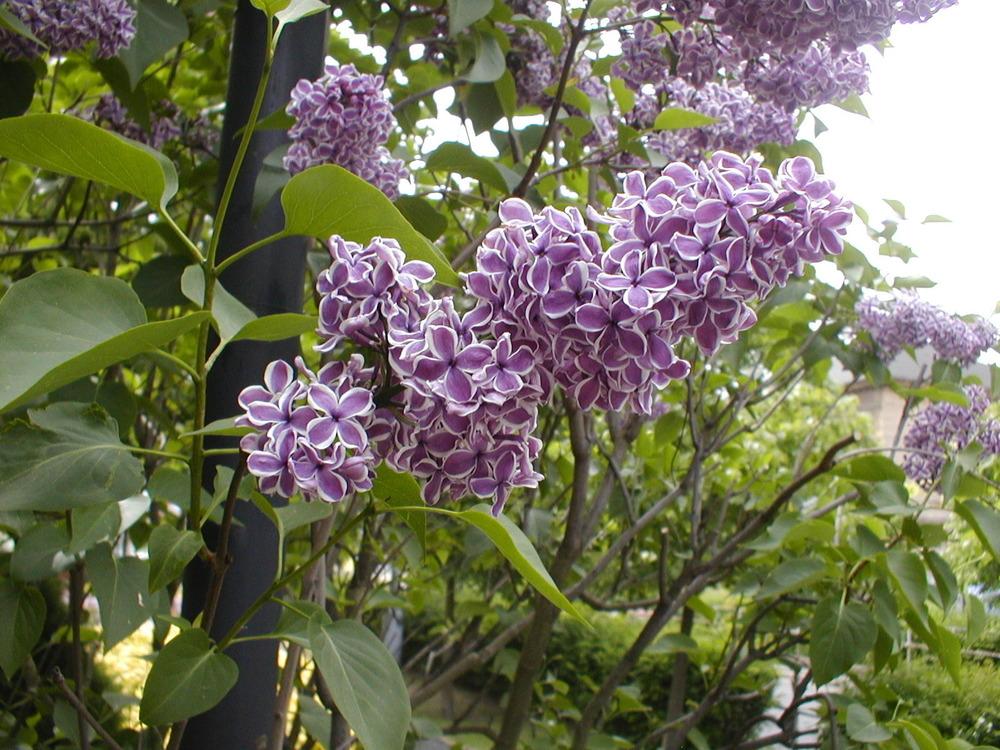 Sensation Lilac lilac plant online shopping