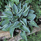 Rowan My Boat Hosta Plants online shopping