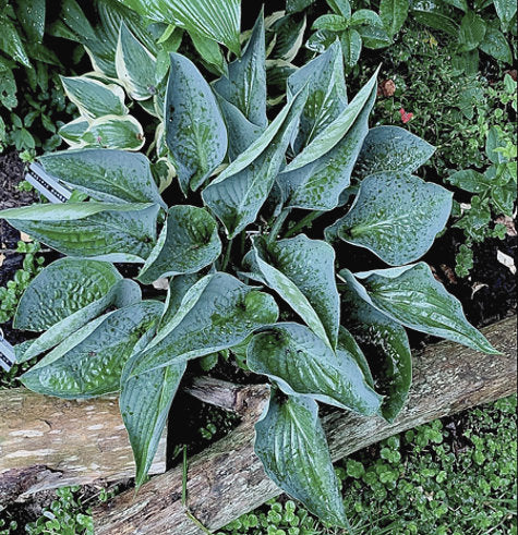Rowan My Boat Hosta Plants online shopping