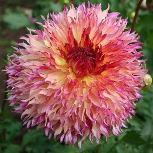 Myrtle’s Folly Dahlia