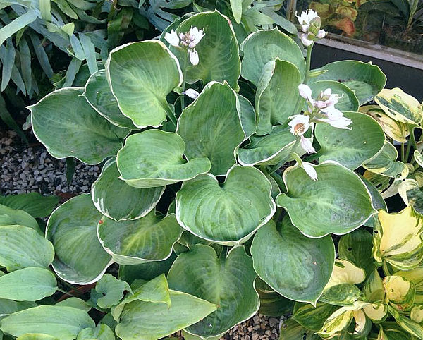Hanjas The One Hosta Plants online shopping