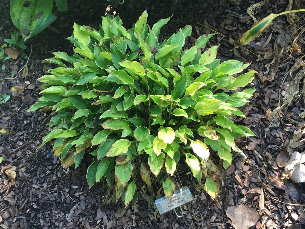 Lakeside Down Sized Hosta