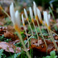 Ochroleucus Fall Flowering Crocus Corms