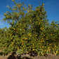 Marrakech Limonette Limetta Budwood citrus plant material online shopping