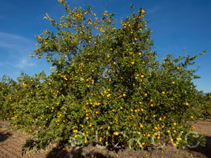 Marrakech Limonette Limetta Budwood citrus plant material online shopping