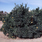 Vaniglia Sanguigno Acidless Pigmented Sweet Orange Budwood citrus plant material online shopping