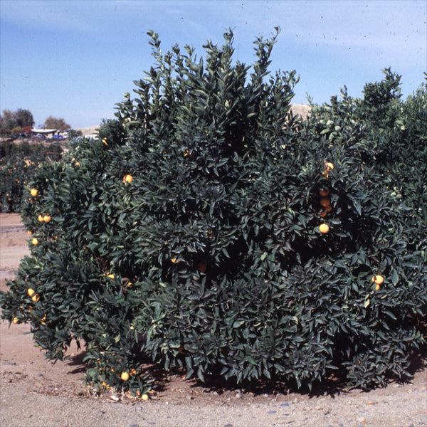 Vaniglia Sanguigno Acidless Pigmented Sweet Orange Budwood citrus plant material online shopping