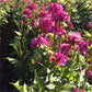 Drama Queen Dahlia Plants online shopping