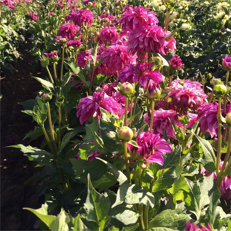 Drama Queen Dahlia Plants online shopping