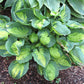 Pocketful Of Sunshine Hosta Plants online shopping
